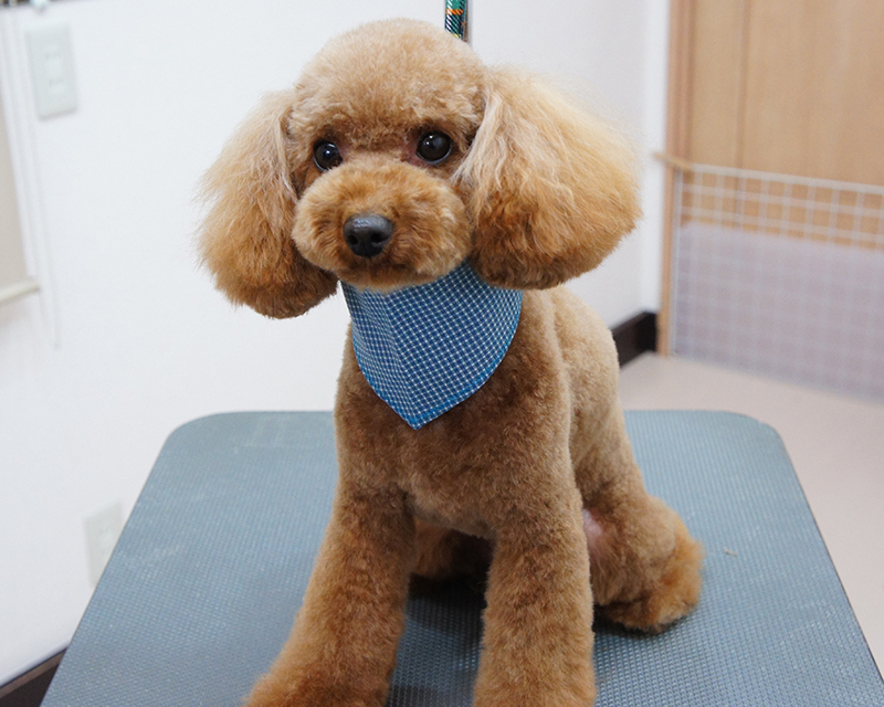 くぅちゃん ロイ君 からあげ君 Trimming Salon Minte くぅちゃん ロイ君 からあげ君 Trimming Salon Minte