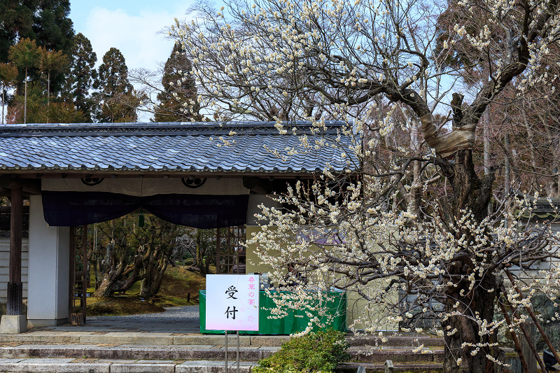 春華の宴（しょうざん）上七軒　市まりさん、勝音さん、さと華さん、市知さん_f0155048_047592.jpg