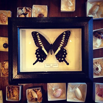 蝶の標本箱 : フランスアンティーク雑貨・家具のSibora BLOG