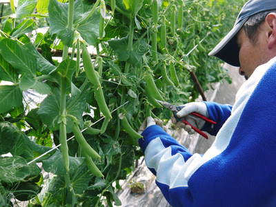スナップエンドウ「シャキ甘“菊光”」 惜しまぬ手間ひまをかけてきたので今年もやっぱり美味いんです!!_a0254656_1712619.jpg
