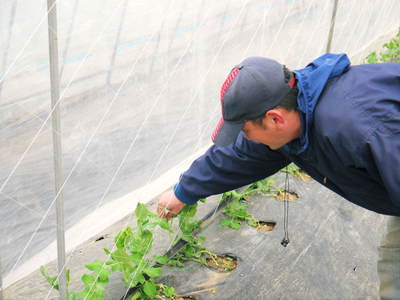 スナップエンドウ「シャキ甘“菊光”」 惜しまぬ手間ひまをかけてきたので今年もやっぱり美味いんです!!_a0254656_17415488.jpg