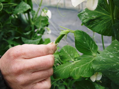 スナップエンドウ「シャキ甘“菊光”」 惜しまぬ手間ひまをかけてきたので今年もやっぱり美味いんです!!_a0254656_18265830.jpg