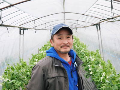 スナップエンドウ「シャキ甘“菊光”」 惜しまぬ手間ひまをかけてきたので今年もやっぱり美味いんです!!_a0254656_18573233.jpg