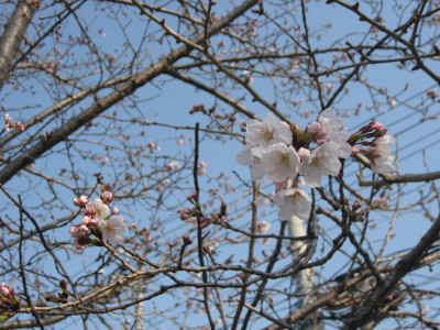 桜_f0006356_1732836.jpg