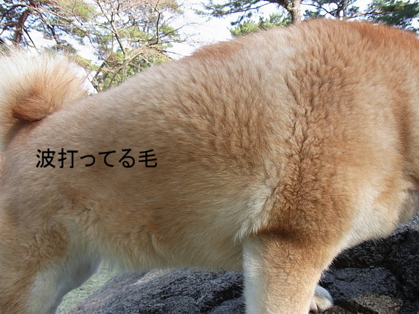 飼主も犬も衝撃の日_b0088173_2025369.jpg