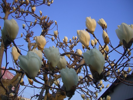 e0240973_84272.jpg