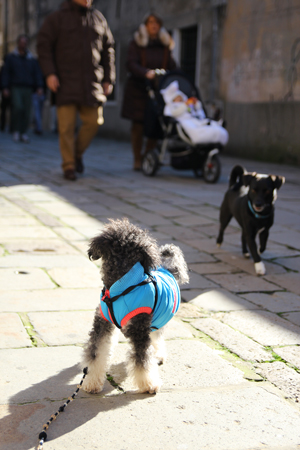 玉取り経過その①犬とのかかわり編_f0225883_19554596.jpg