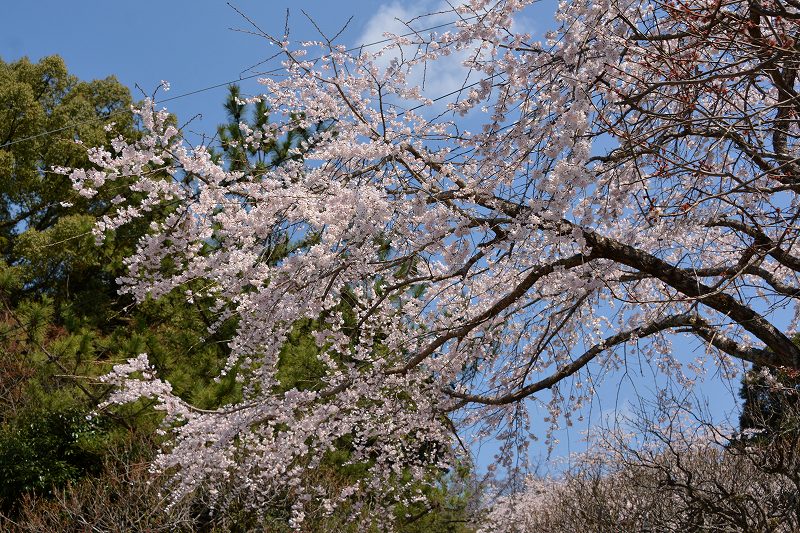 桜_e0086887_20233088.jpg