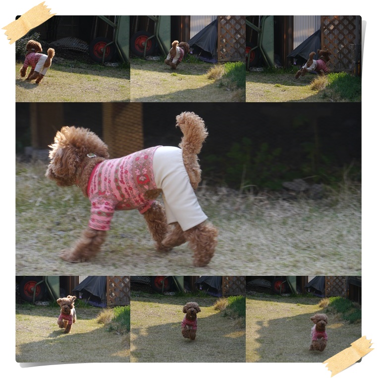 久しぶりに♪♪さくら♪♪の写真を_b0175688_22244829.jpg