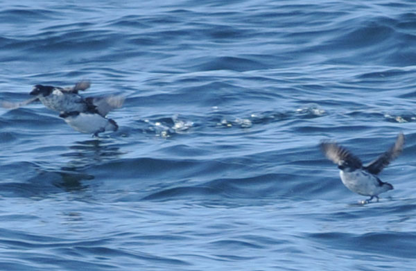 f0159390_1021227.jpg