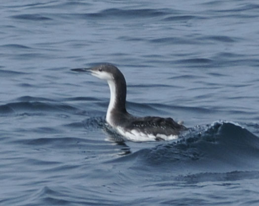 f0159390_1033617.jpg