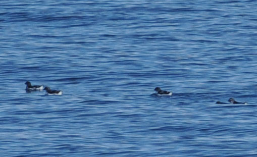 f0159390_109593.jpg