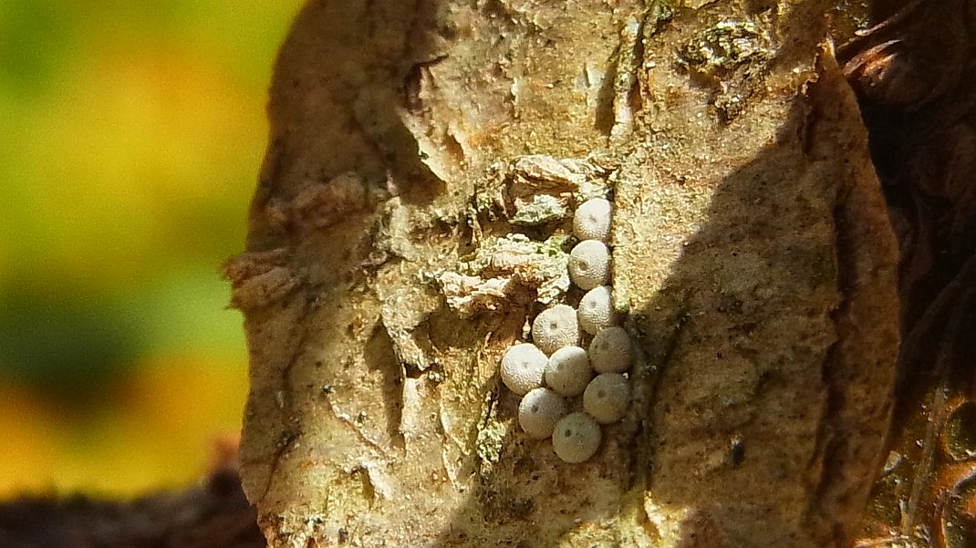 a0152692_1746427.jpg