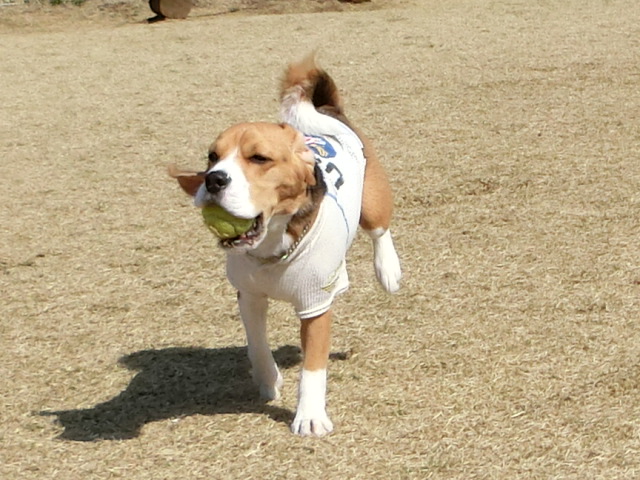 a0319693_1739491.jpg