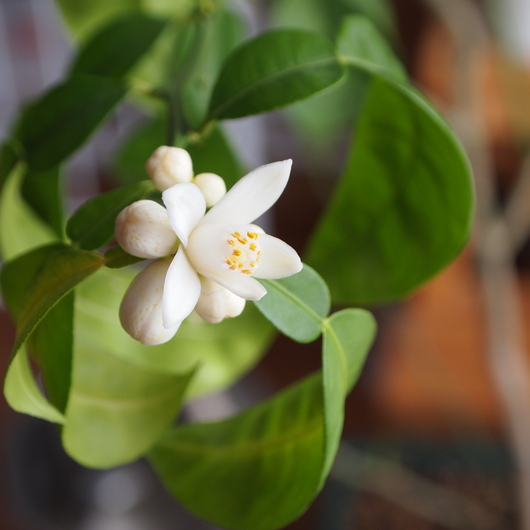 ユズのお花が咲きました_a0292194_12192626.jpg