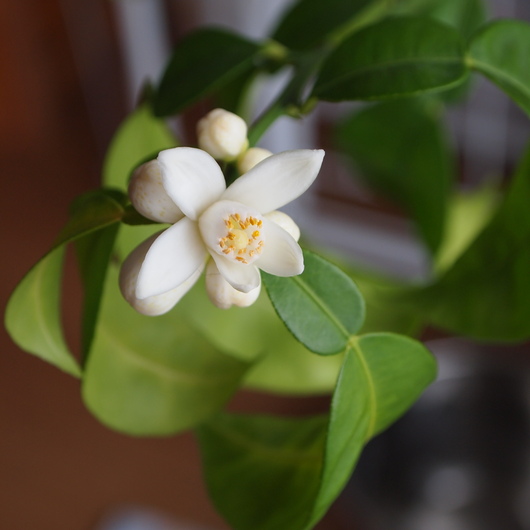 ユズのお花が咲きました_a0292194_12194598.jpg