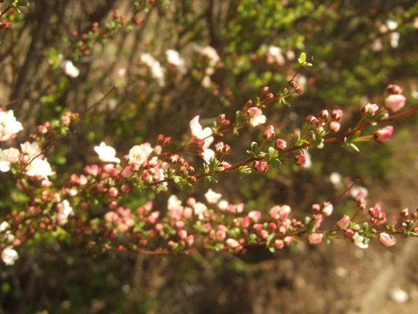 c0115596_20555520.jpg