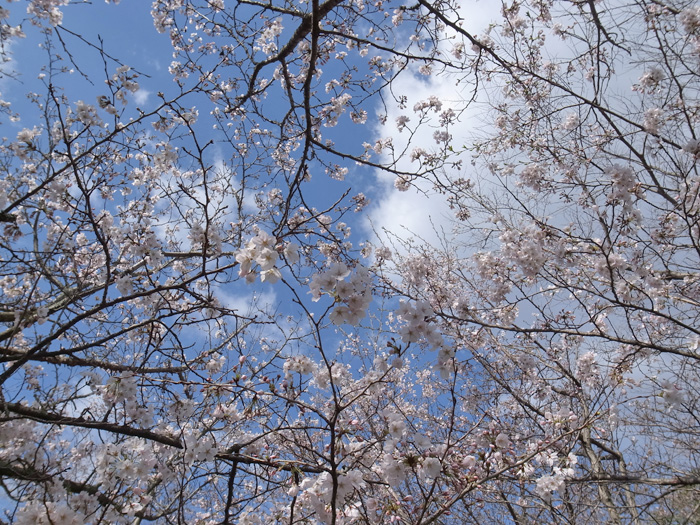 c0049299_00687.jpg