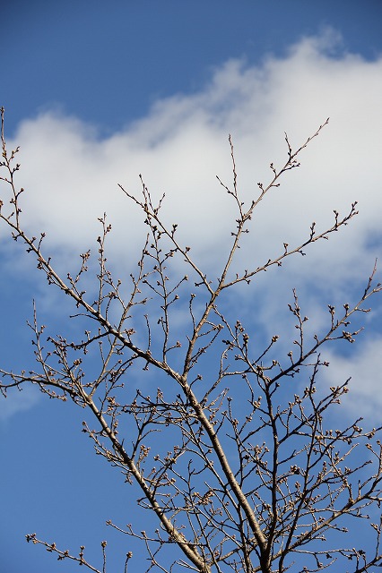 a0123003_9154434.jpg