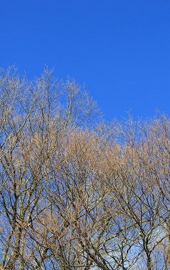a0123003_964592.jpg