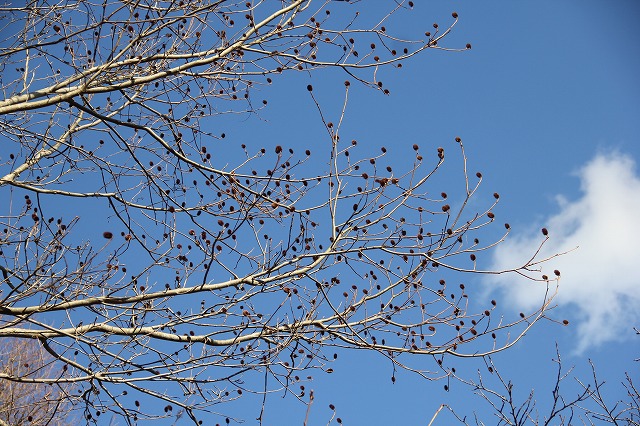 a0123003_984840.jpg