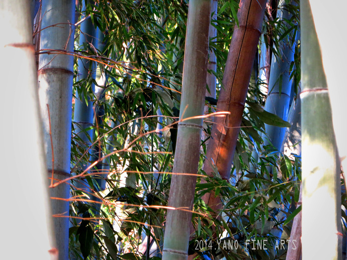 Bamboo forest♬_b0147808_18234925.jpg