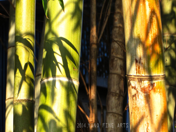 Bamboo forest♬_b0147808_1824291.jpg