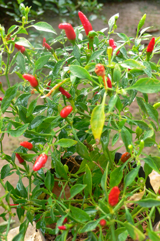 b0330009_1284362.jpg