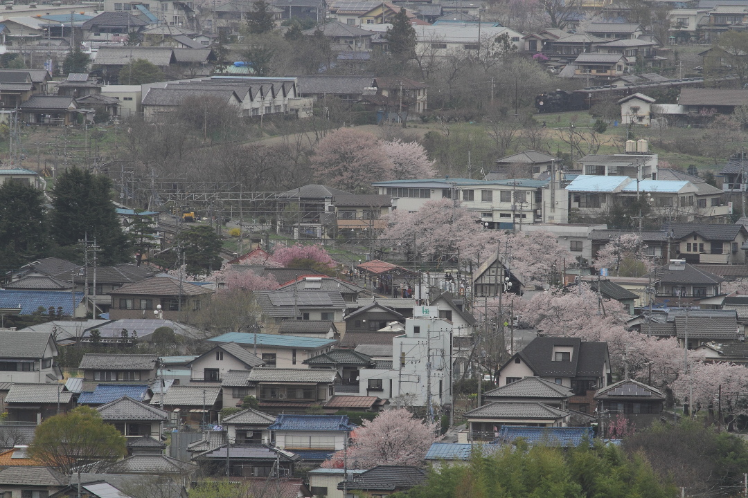 長瀞桜並木 - 2013年・秩父 - _b0190710_22302710.jpg