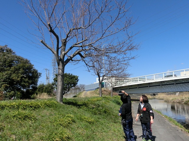 春の訪れ ラジオfで「お花見ウォーク」のプレウォーク_f0141310_72043100.jpg