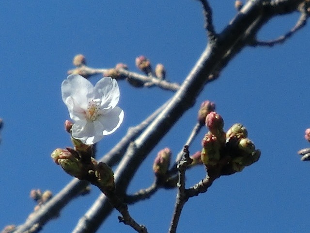 春の訪れ　ラジオｆで「お花見ウォーク」のプレウォーク_f0141310_72199.jpg