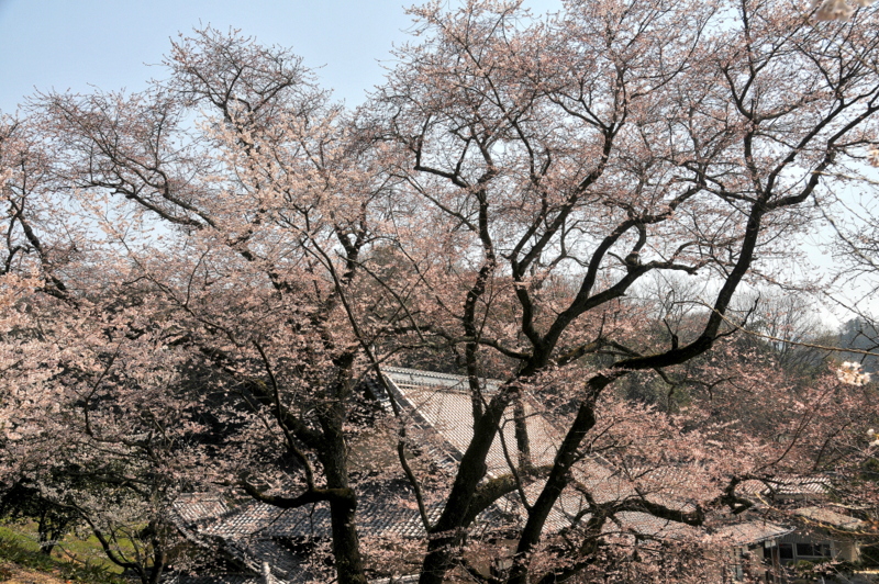 金龍桜（菊間町掌禅寺）_f0184314_17591519.jpg