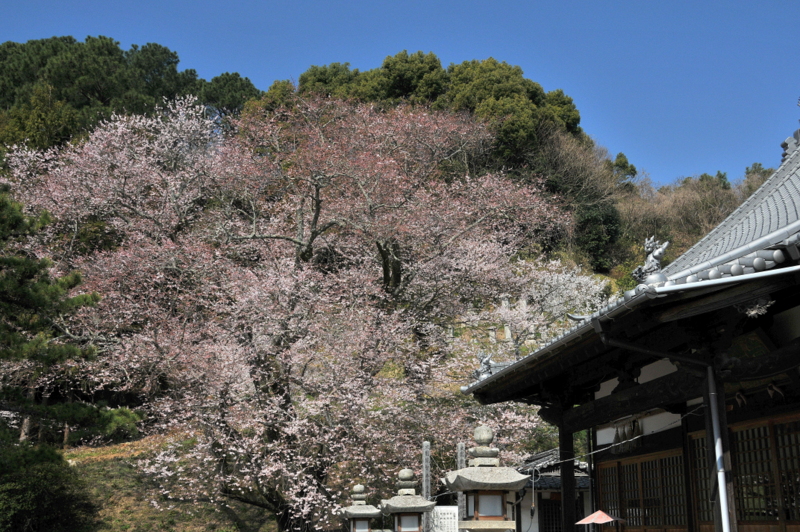 金龍桜（菊間町掌禅寺）_f0184314_1805690.jpg