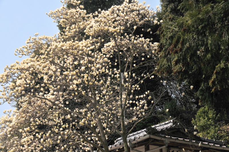 金龍桜（菊間町掌禅寺）_f0184314_1811185.jpg