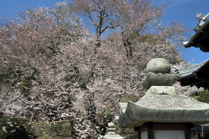 金龍桜（菊間町掌禅寺）_f0184314_182415.jpg