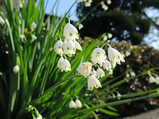 鈴蘭水仙 Arekore 鈴蘭水仙 Arekore