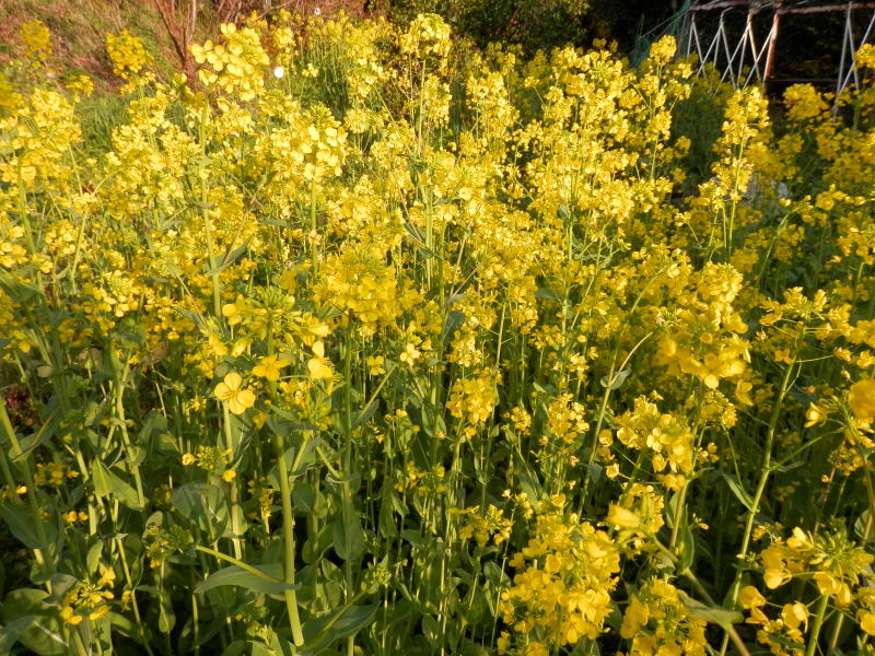 「野イチゴ」の花_a0125419_07482946.jpg