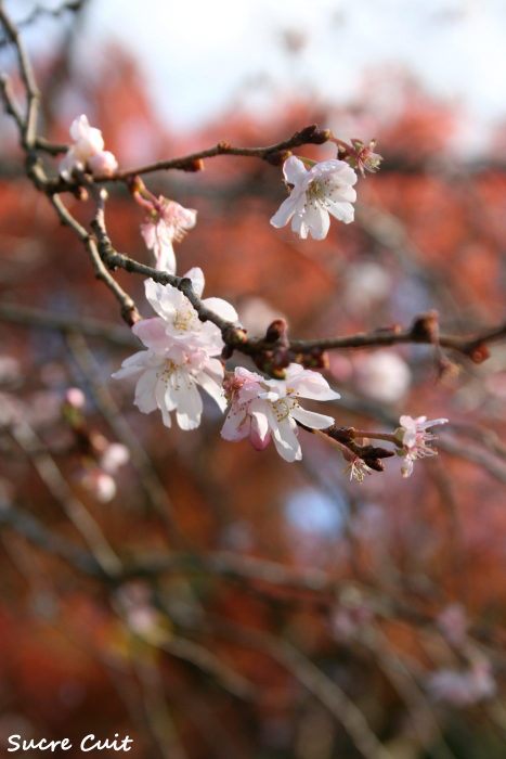 秋に咲く桜があるという_c0127227_11504625.jpg