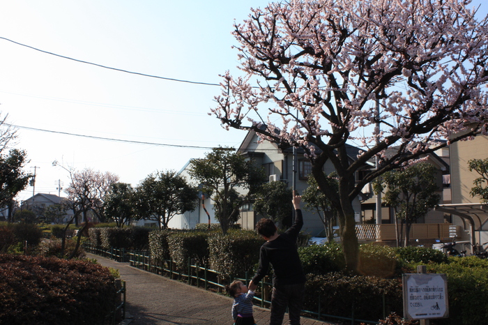 足立区、見沼代親水公園_a0214329_8271989.jpg