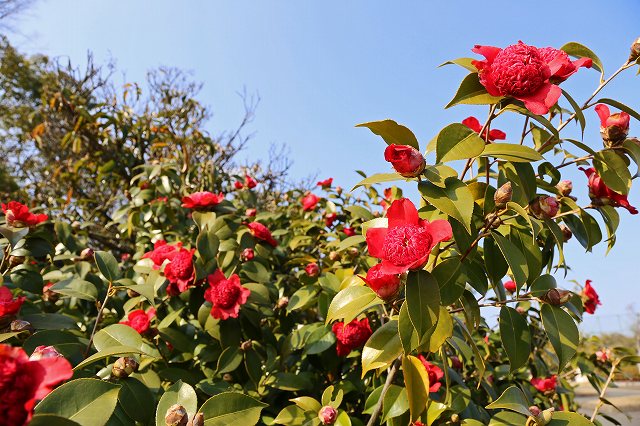 a0242438_21163821.jpg