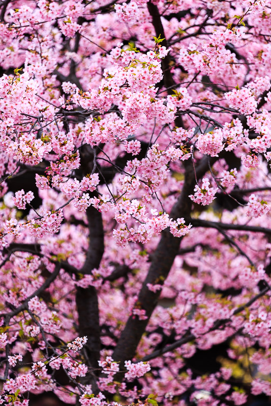 東寺の河津桜_b0325840_00223164.jpg