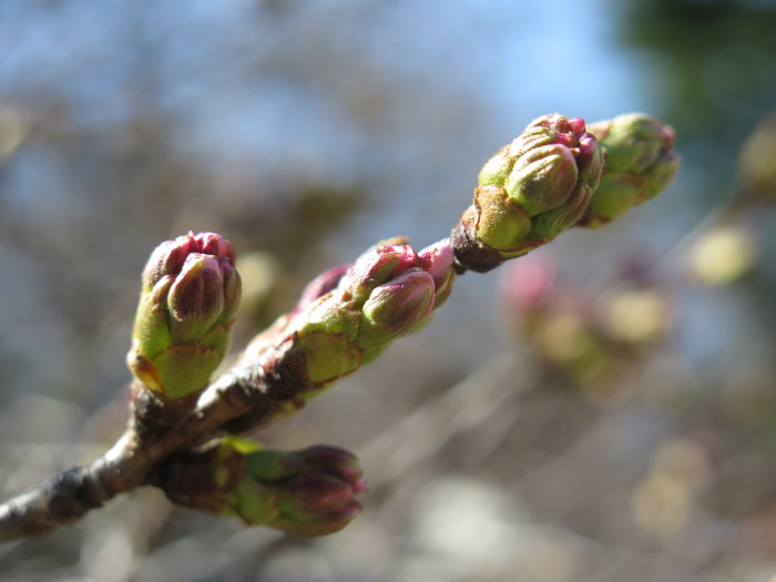 Spring has come!!　@新宿御苑_c0128548_23481645.jpg