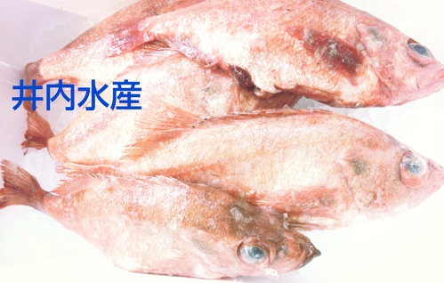 アラスカメヌケ 魚情報 アラスカメヌケ 魚情報