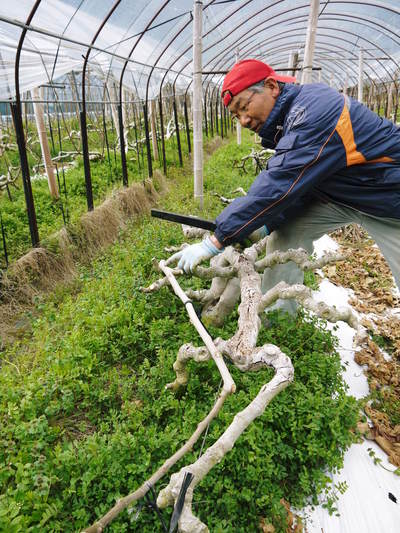 甘熟イチジク 匠の剪定作業 その1_a0254656_1738566.jpg