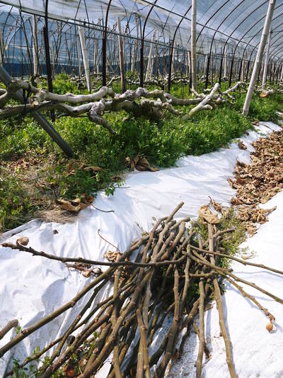 甘熟イチジク 匠の剪定作業 その1_a0254656_177767.jpg