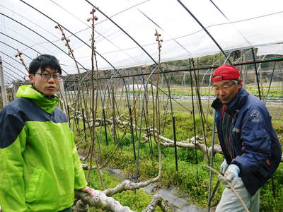 甘熟イチジク 匠の剪定作業 その1_a0254656_1812224.jpg