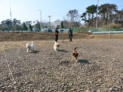 あちこち、春が来たみたいだね_c0260460_1633157.jpg