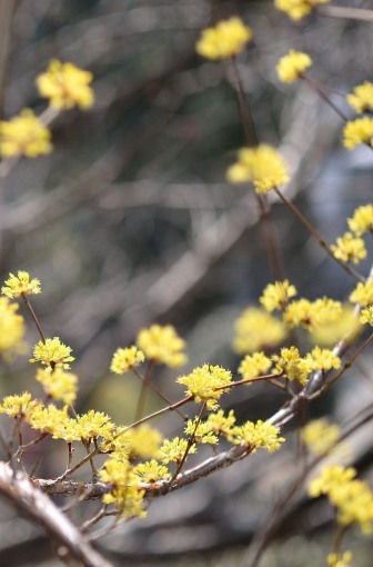 Ｓｐｒｉｎｇ　Ｙｅｌｌｏｗ  Ⅲ_f0297861_213732100.jpg