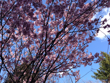 c0040472_1251848.jpg
