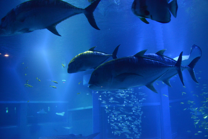 海遊館写真_e0171573_1801229.jpg